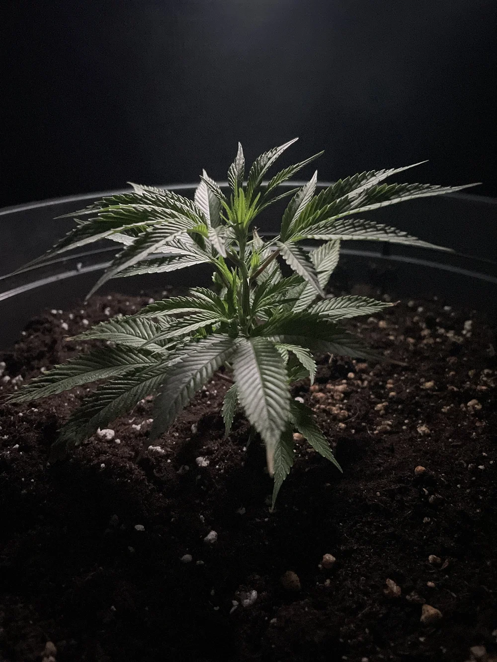 Oregon Blueberry - Original US Cut – Bild 2