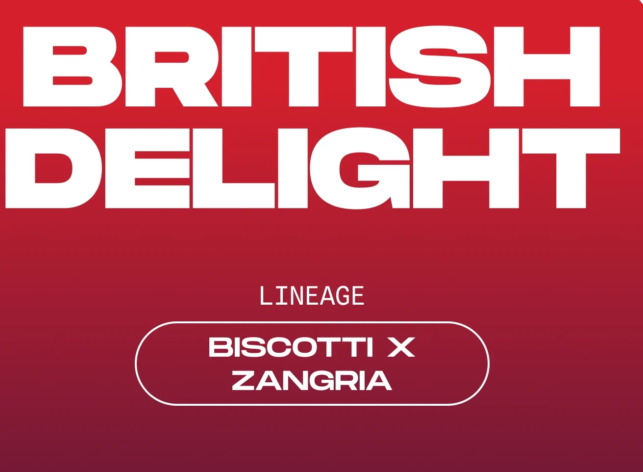 Wizard Tree's British Delight Cannabis Seeds 3 Stk. – Bild 2